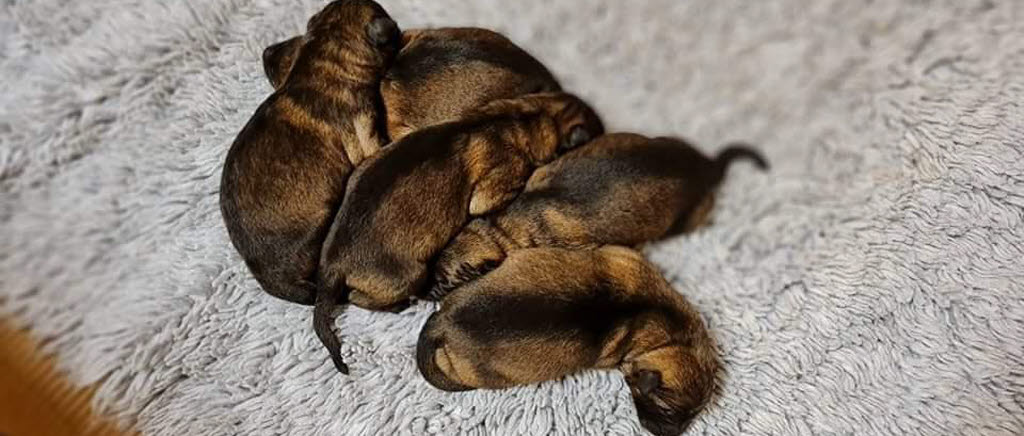 Fem schäfervalpar ligger ihopkurande på en filt och sover. 