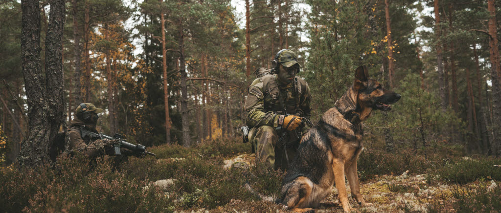 Luftförsvarsövning 2021.
Hundföraren Carl med Försvarsmaktens Nicky stannar för att spana i terrängen. 