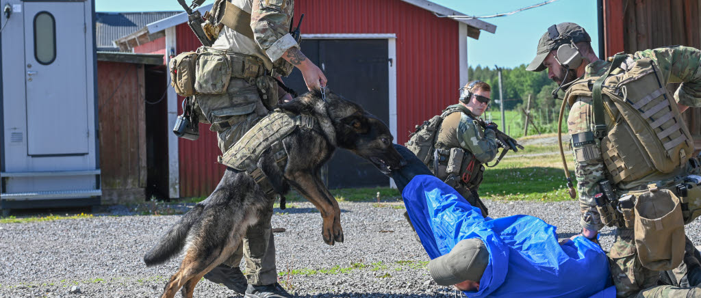 Danska hundföraren S E Jørgensen med schäfern Vito agerar mot en våldsam
figurant tillsammans med en belgisk kollega.