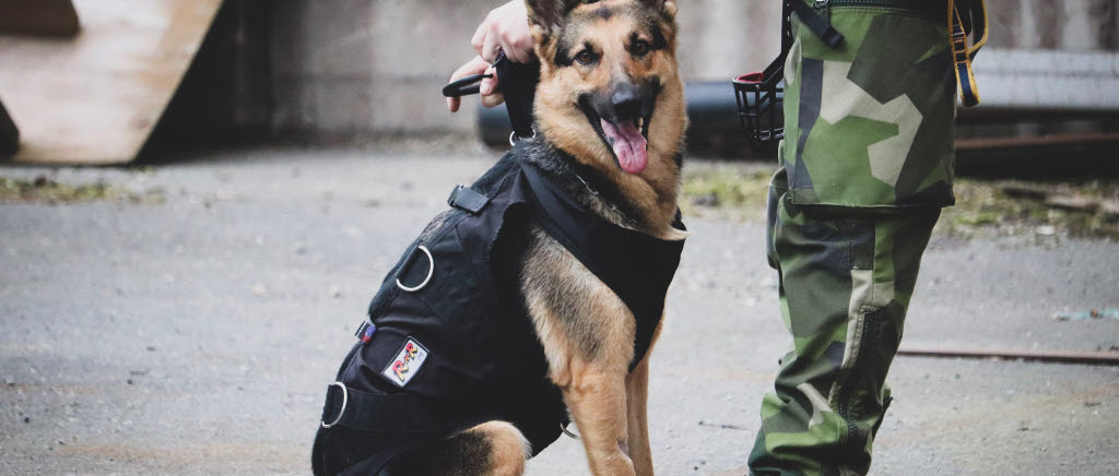 Vi utvecklas tillsammans - försvaret, polisen och hunden
