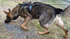  Utbildning av patrullhund för Hemvärnet med 
 Svenska Brukshundklubben, SBK
