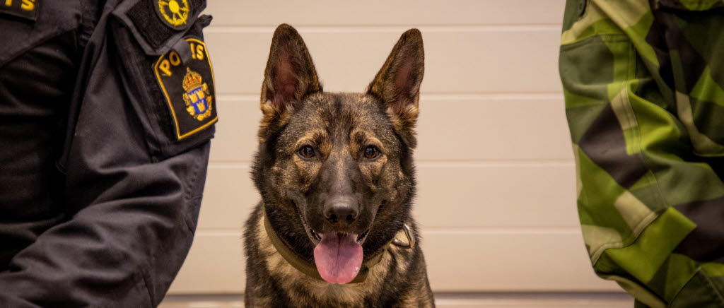 Hund från Försvarsmakten i samarbete med Polisen