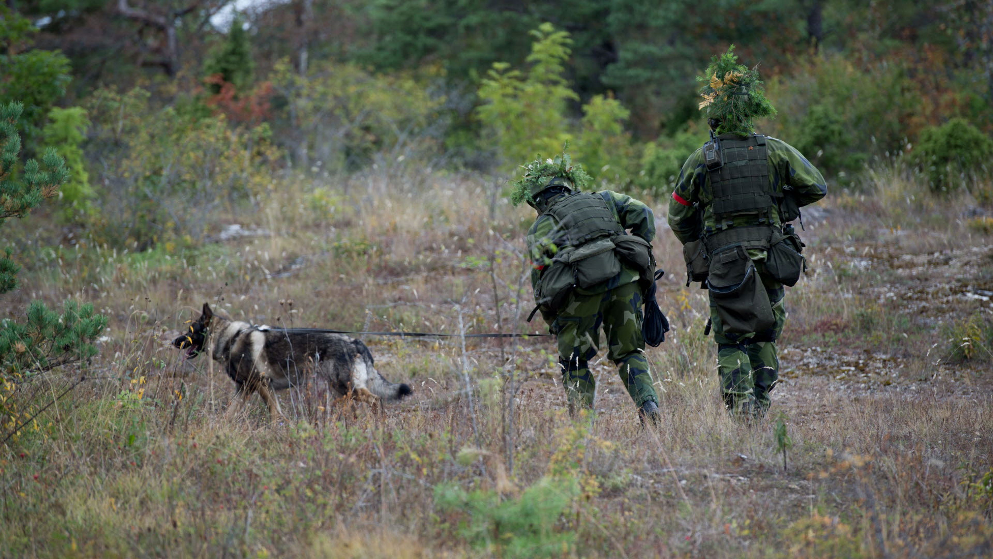 Tjänstehundar är hundar som används yrkesmässigt för att lösa samhällsnyttiga uppgifter.